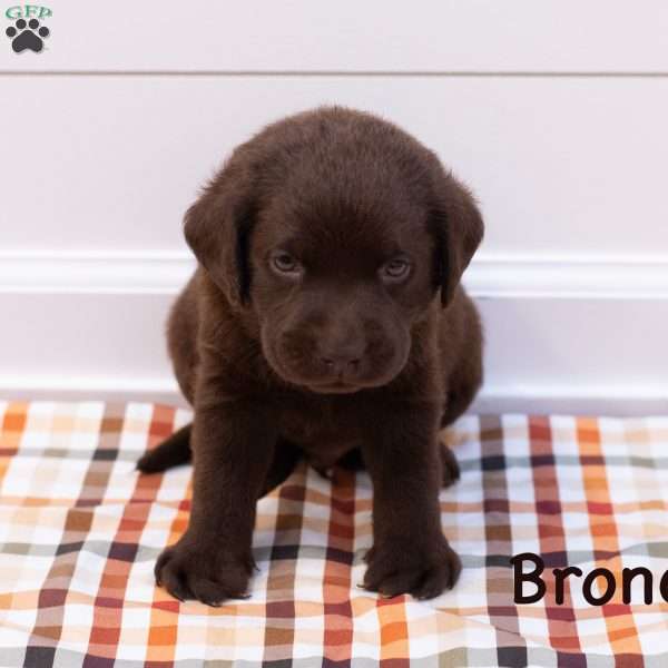 Bronco, Chocolate Labrador Retriever Puppy